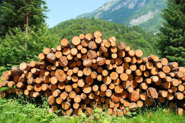 انواع چوب نجاری